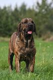 FILA BRASILEIRO 195